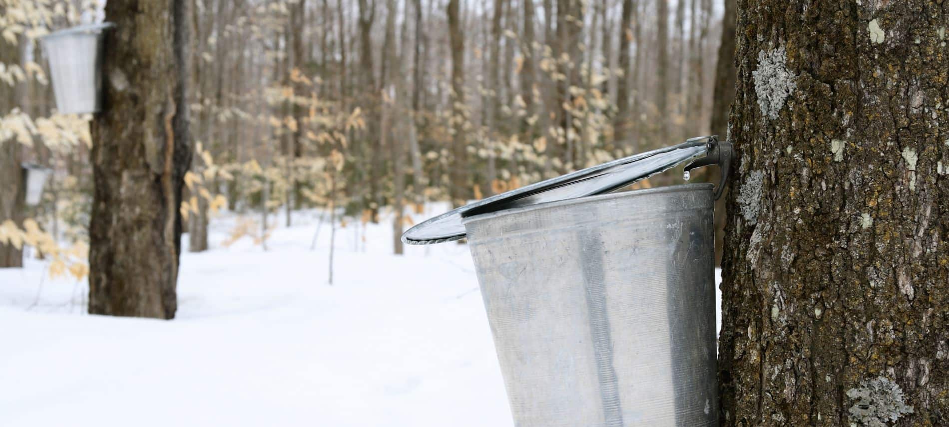 Silver pail hooked on a maple tree collecting syrup with snow-covered ground and hundreds of trees in the background